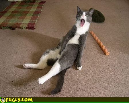 cat