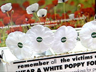 white poppy