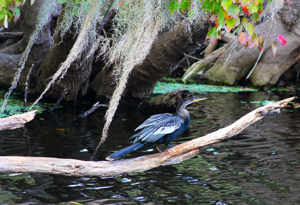 bird 2